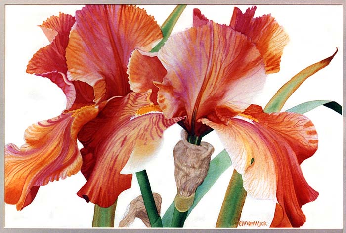 fl_irises_5.jpg