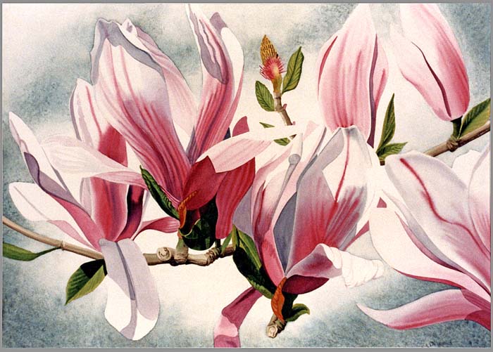 fl_magnolia_2.jpg